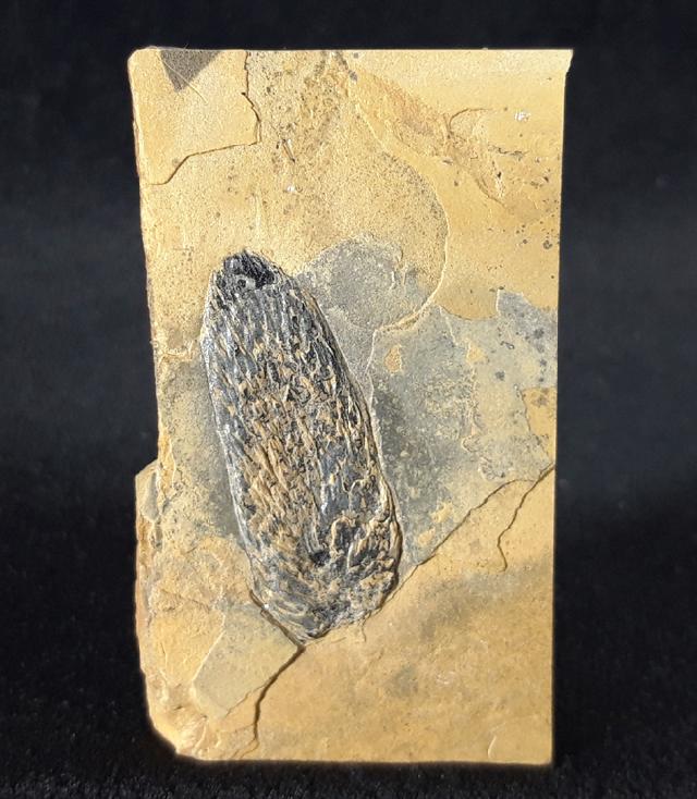 Walchianthus sp. FLORIN 1940 - Bild © FossNet FossilienStore